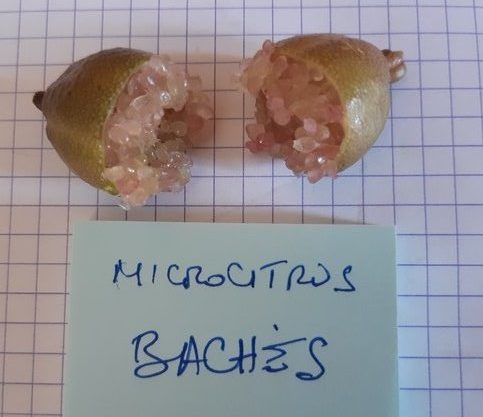 Graines De Citron Caviar (Microcitrus Australasica) - Sachet De 12 Pépins, Pour Cultiver Ton Propre Arbre à Fruits Aromatiques